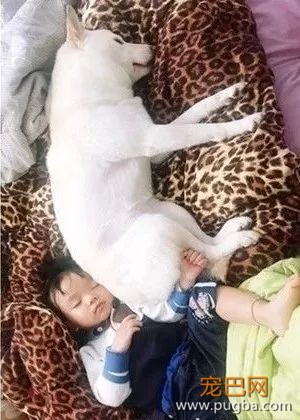 两岁萌娃唱生日愉快歌，结果狗砸差点崩溃：我不过生日行不？-6.jpeg