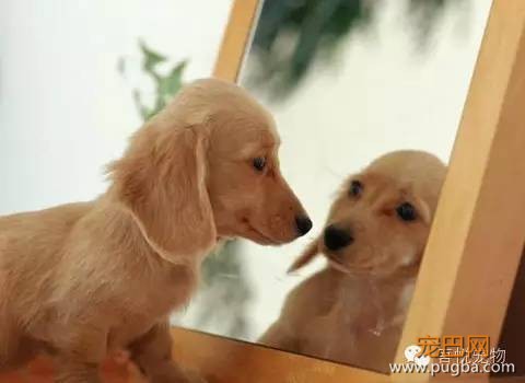 小测试---你的狗狗自信心有多强-2.jpeg