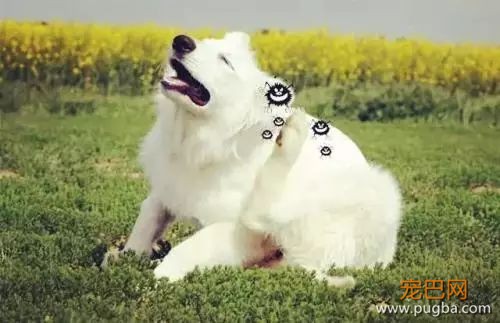 狗狗经常挠痒痒怎么回事？-2.jpeg