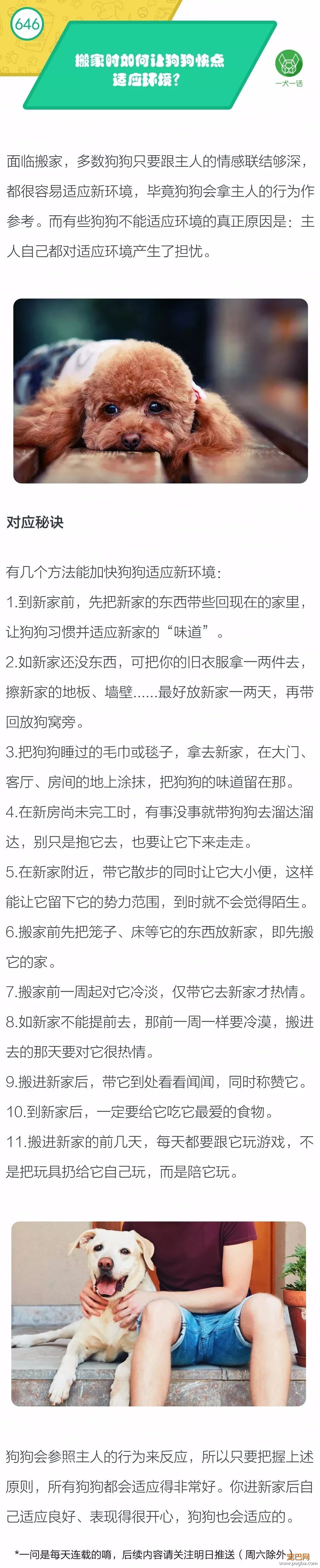 搬家时如何让狗狗快点适应环境？-1.jpeg