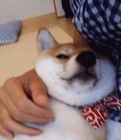 毫无疑问，这些汪已经被宠上天了！-1.gif