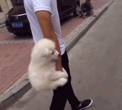 毫无疑问，这些汪已经被宠上天了！-2.gif