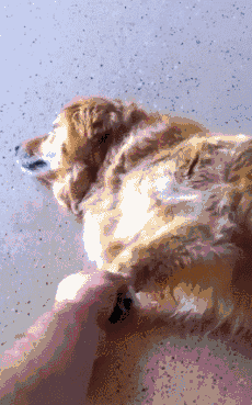 毫无疑问，这些汪已经被宠上天了！-3.gif