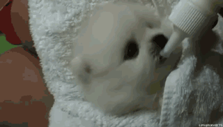毫无疑问，这些汪已经被宠上天了！-4.gif
