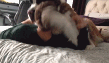 毫无疑问，这些汪已经被宠上天了！-6.gif