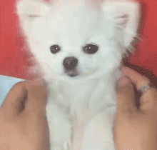 毫无疑问，这些汪已经被宠上天了！-9.gif