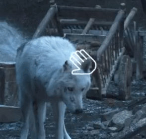 因为离开时主角没有抱他的狗，全世界的影迷都愤怒了！-36.gif