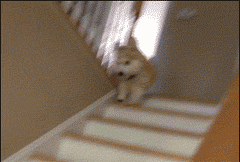 活久见！你家的柯基，会捉马儿吗？-1.gif