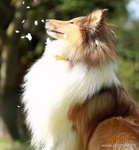 活久见！你家的柯基，会捉马儿吗？-2.jpeg