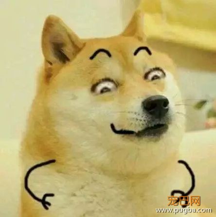 活久见！你家的柯基，会捉马儿吗？-3.jpeg