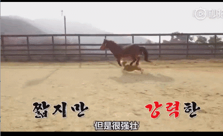 活久见！你家的柯基，会捉马儿吗？-5.gif