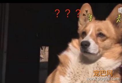 活久见！你家的柯基，会捉马儿吗？-11.jpeg