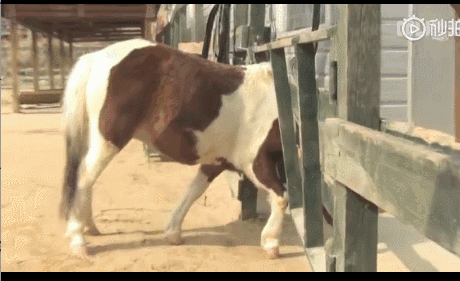 活久见！你家的柯基，会捉马儿吗？-7.gif