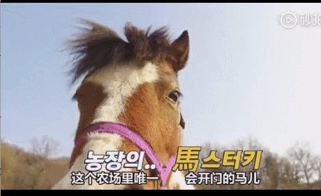 活久见！你家的柯基，会捉马儿吗？-8.gif