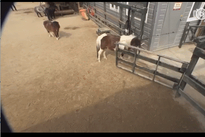 活久见！你家的柯基，会捉马儿吗？-12.gif