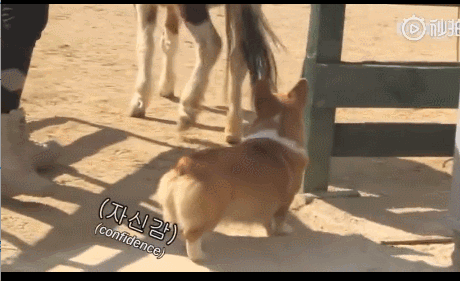 活久见！你家的柯基，会捉马儿吗？-16.gif