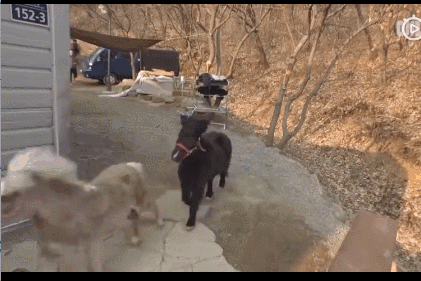 活久见！你家的柯基，会捉马儿吗？-15.gif