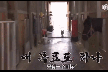 活久见！你家的柯基，会捉马儿吗？-18.gif