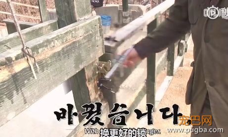 活久见！你家的柯基，会捉马儿吗？-21.jpeg