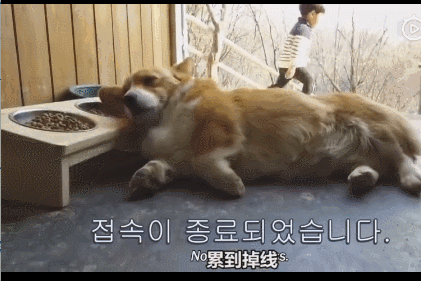 活久见！你家的柯基，会捉马儿吗？-20.gif