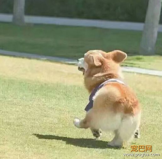 活久见！你家的柯基，会捉马儿吗？-22.jpeg