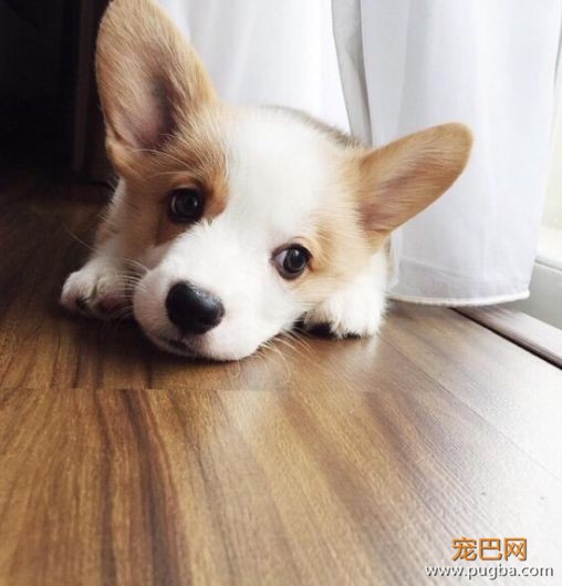 活久见！你家的柯基，会捉马儿吗？-23.jpeg