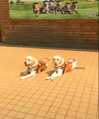 食物诱惑石头砸，导盲犬仍旧坚守原地，向它们致敬！-1.gif
