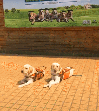 食物诱惑石头砸，导盲犬仍旧坚守原地，向它们致敬！-2.gif