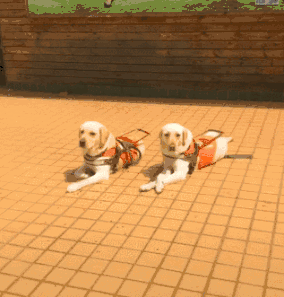 食物诱惑石头砸，导盲犬仍旧坚守原地，向它们致敬！-3.gif