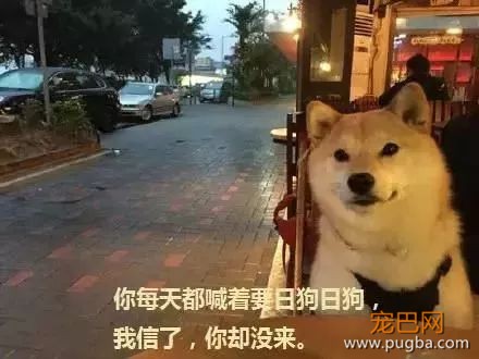 以狗自黑？我们大约落后了古人2500年-2.jpeg
