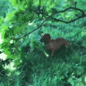 这只狗叼木棍成瘾，捡回家的木头都能盖房子了！-3.gif
