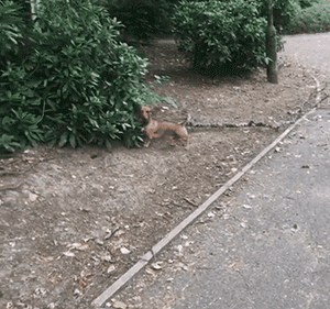这只狗叼木棍成瘾，捡回家的木头都能盖房子了！-5.gif
