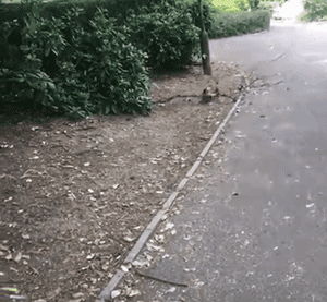 这只狗叼木棍成瘾，捡回家的木头都能盖房子了！-6.gif