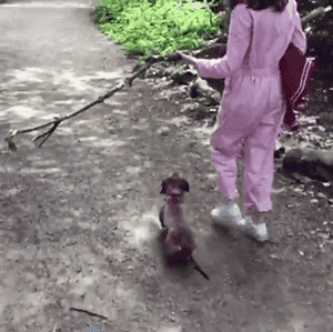 这只狗叼木棍成瘾，捡回家的木头都能盖房子了！-9.gif