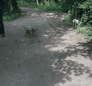 这只狗叼木棍成瘾，捡回家的木头都能盖房子了！-10.gif