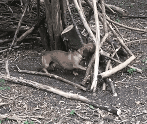 这只狗叼木棍成瘾，捡回家的木头都能盖房子了！-11.gif