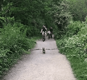 这只狗叼木棍成瘾，捡回家的木头都能盖房子了！-12.gif