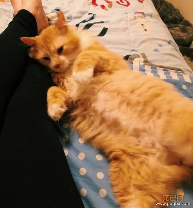 20公里的艰辛回家路，却换来主人的再次抛弃，只因猫咪得了这病-5.jpeg