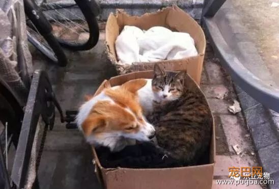 流浪猫狗不能共存？这一猫一狗相扶相持生活六年：有你在便是家！-3.jpeg