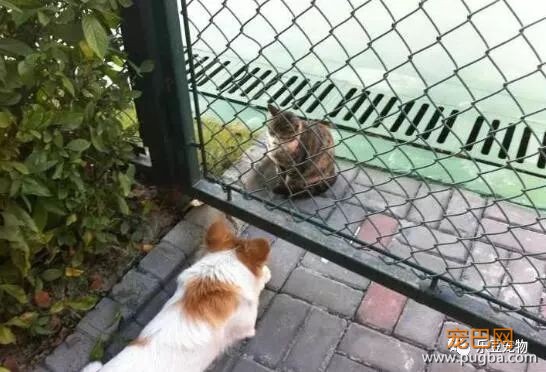 流浪猫狗不能共存？这一猫一狗相扶相持生活六年：有你在便是家！-2.jpeg