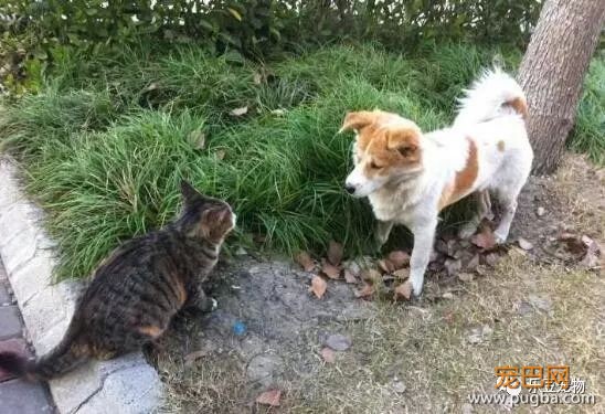 流浪猫狗不能共存？这一猫一狗相扶相持生活六年：有你在便是家！-1.jpeg