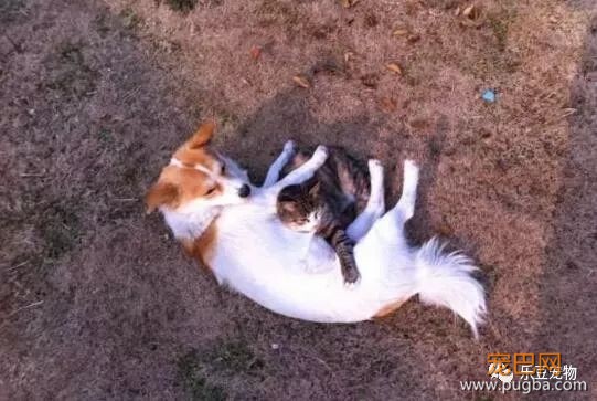 流浪猫狗不能共存？这一猫一狗相扶相持生活六年：有你在便是家！-5.jpeg
