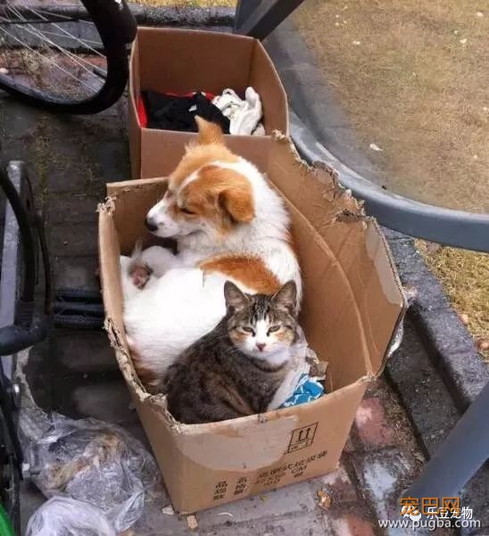 流浪猫狗不能共存？这一猫一狗相扶相持生活六年：有你在便是家！-4.jpeg