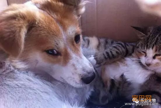 流浪猫狗不能共存？这一猫一狗相扶相持生活六年：有你在便是家！-7.jpeg