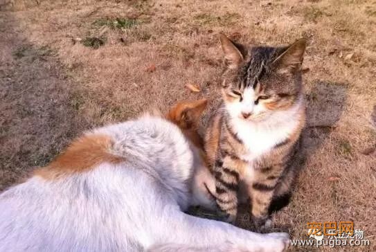 流浪猫狗不能共存？这一猫一狗相扶相持生活六年：有你在便是家！-6.jpeg