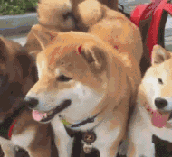 当一群单身狗看到路过的美女时....-2.gif