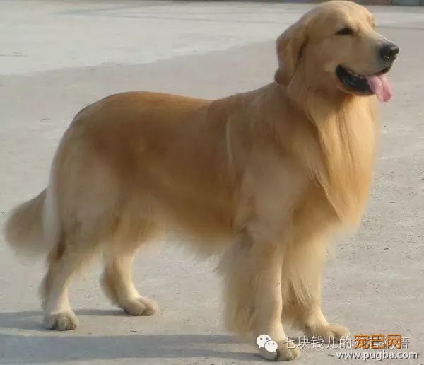养适合你的，你适合的狗-4.jpeg