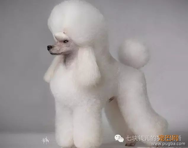 养适合你的，你适合的狗-2.jpeg