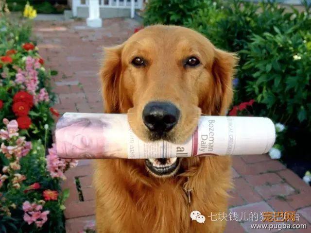 养适合你的，你适合的狗-5.jpeg