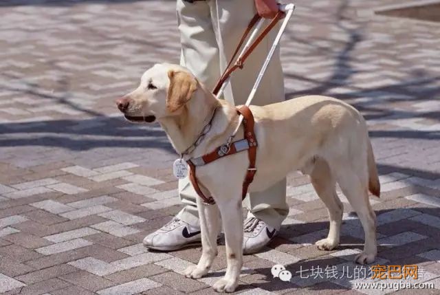 养适合你的，你适合的狗-7.jpeg